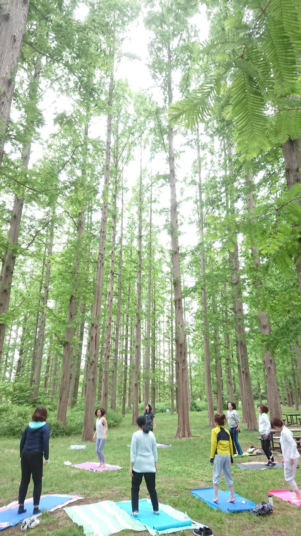 木立の中で行うパークヨガ